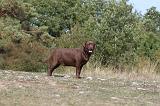 LABRADOR 080
